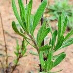 Dittrichia viscosa Leaf