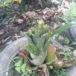 Aechmea nudicaulis Leaf