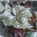 Heuchera micrantha पत्ता