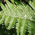 Dryopteris wallichiana Folha