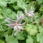 Nonea vesicaria Flor