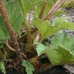 Gunnera tinctoria Кора