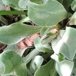 Silene coronaria Leaf