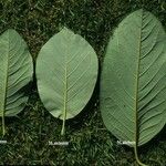 Magnolia globosa Leaf