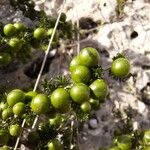 Asparagus acutifolius Fruto