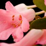 Rhododendron arenicola