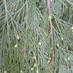 Calocedrus decurrens Leht