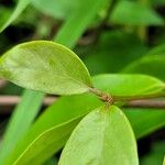 Niedenzuella acutifolia Leaf