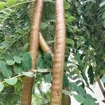 Cassia abbreviata 果實