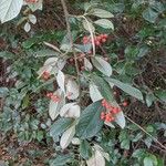 Cotoneaster glaucophyllus 葉