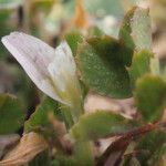 Trifolium ornithopodioides 花