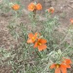 Sphaeralcea coccinea 花