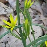 Gagea pratensis Flower