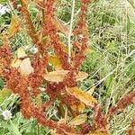 Rumex obtusifolius Vekstform