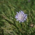 Scabiosa canescens फूल