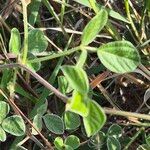 Rhynchosia minima Leaf