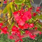 Begonia coccinea 花