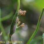 Coleanthus subtilis Fruit