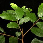 Guarea trunciflora Folla