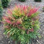 Nandina domesticaЛисток