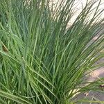 Miscanthus sinensisFolha