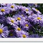 Symphyotrichum dumosum Flower