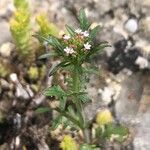 Valeriana calcitrapae Blad