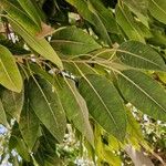 Ficus cordata Hoja