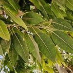 Ficus cordata Blad