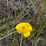 Helenium pinnatifidum Flower