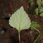 Impatiens mackeyana Leaf