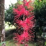 Barringtonia acutangula Flower