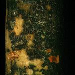 Pradosia ptychandra Bark