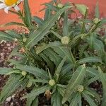 Leucanthemum maximumFlower