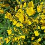 Cytisus scopariusКветка