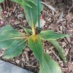 Chlorophytum filipendulum