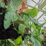 Platycerium elephantotis Leaf