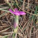 Dianthus pungens Blüte