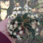 Vernonanthura tweedieana Λουλούδι