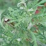 Artemisia annua Liść