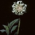 Melanthera parvifolia ফুল