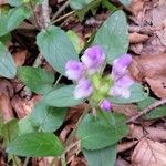 Prunella vulgarisFlower