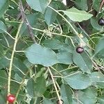 Prunus serotina Fruit