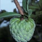 Annona reticulata फल