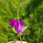 Lathyrus hirsutus Žiedas