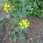 Brassica rapa Kwiat