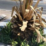 Agave guiengola Blad