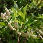 Salix hastata Fulla