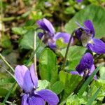 Viola odorata Flower