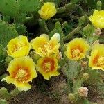 Opuntia stricta Flower